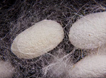 natural fiber obtained from cocoons